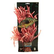 Dictyota Rossa Best Price