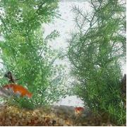 Aquarium Systems Fancy Plants