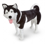 Life Like Husky Plush Toy Best Price