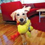 Doggie Hoots Floppability Barnyard Bully Toys Best Price