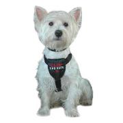 Clix Car Safe Harness Best Price