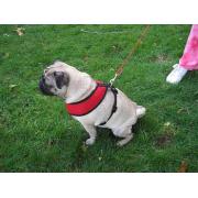 Comfort Control Mesh Leash 5/16X6' Best Price