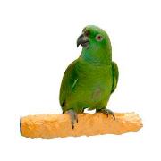 Cuttlebone And Calcium Perch Best Price