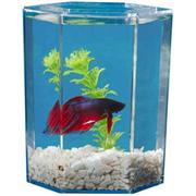 Kol Betta Tank 1 Pint Plus Best Price
