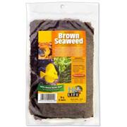 H20 Brown Seaweed Best Price