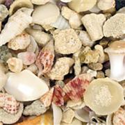 Carib Aruba Shell 18Lb Bag Best Price