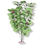 Br Plant Broad Lily Leaf Best Price