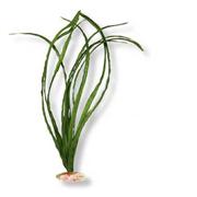 Br Plant Eel Grass Xl Best Price