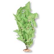 Br Plant Fountain Fern Xl Best Price