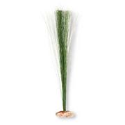 Br Plant Hairgrass Best Price