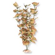 Br Plant Marsh Wood Organge Best Price