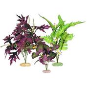 Br Plant Pack South American Cluster Best Price
