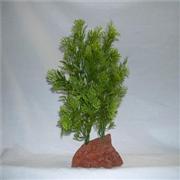Rocky 2 Green Lava Plant Best Price