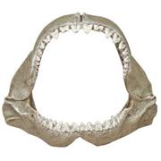 Br Great White Shark Jaws Sm Best Price