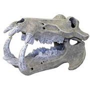 Br Hippo Skull Best Price