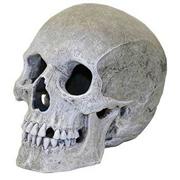 Br Lifelike Human Skull Best Price