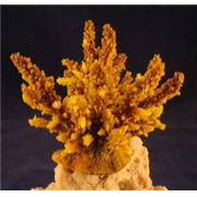 Red Sea Deco Acropora Best Price