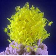 Red Sea Deco Clavularia Best Price