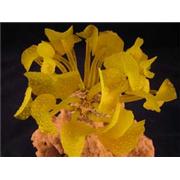 Red Sea Deco Discosoma Best Price