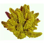 Red Sea Deco Lg Acropora Best Price
