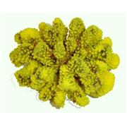Red Sea Deco Lg Stylophora Best Price