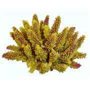 Red Sea Deco Med Acropora Best Price