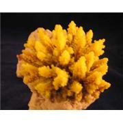 Red Sea Deco Seriatopora Best Price