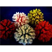 Red Sea Deco Stylophora Best Price