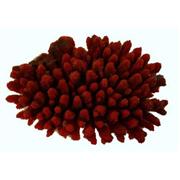 PetCareRx.com Red Sea Lg Acropora Colony