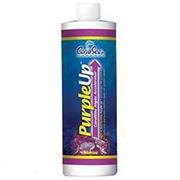 Carib Purple Up Best Price