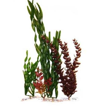 Tetra Usa Presents Tetra Ww Plant Multi-Pack Water Wonders 3. New Water Wonder Plants are the Replacement of Both Plantastics and Plantastics Plus Plants. They are Incredibly Realistic. They Give Beauty to the Aquarium and Create a Natural-Looking Habitat. Their Plastic Anchor Base can be Pulled off and Using the Easy-Connect System can be Easily Connected to the New Tetra Water Wonder Ornaments. Water Wonders Plant Multi-Pack 4 Contains 6" Red Ludwigia, 9" Jungle Val, 12" Red Bacopa, 18" Jungle Val Contains 1 Each of 6", 9", 12" & 18" [32577]