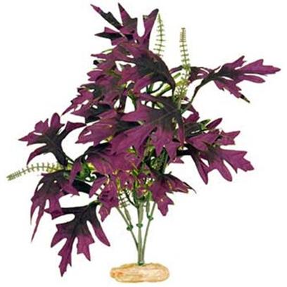 Blue Ribbon Presents Blue Ribbon (Br) Plant Butterfly Leaf with Buds Plant-Amazon Deep Plum. [33258]