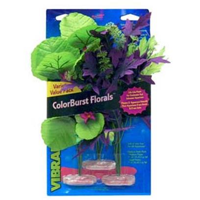Blue Ribbon Presents Plant-Amazon & African Clusters Plant-Multipack Amazon Broad Leaf Flowering Cluster. Br Colorburst Plants Medium Variety Pack - Amazon Flowering Cluster Includes 1 Each of the Following Amazon Butterfly Leaf with Buds, Broad Lily-Leaf with Flowering Buds, Melon Leaf Cluster with Flowering Buds [33289]