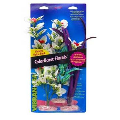 Blue Ribbon Presents Blue Ribbon (Br) Plant Pack Melon Cluster Plant-Multipack. Br Colorburst Plants Large Variety Pack - Melon Leaf Flowering Cluster Includes 1 Each of the Following Flowering Melon Lea, Narrow Eel Grass, Ferndale with Floral Buds [33295]