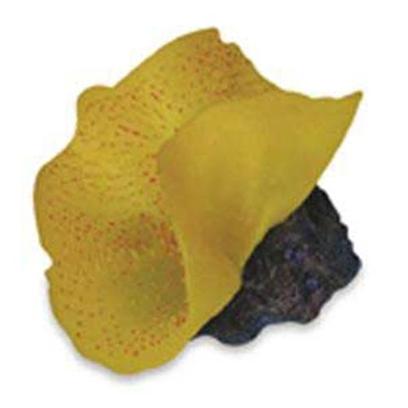 Buy Coral Reefs in Plants for Aquarium products including Instant Ocean-Aquarium Systems (Io) Seagdn Coral Red Ceramium Small, Instant Ocean-Aquarium Systems (Io) Seagdn Coral Red Dictyota Small, Instant Ocean-Aquarium Systems (Io) Seagdn Anemone Elephant Seagarden Ear Mushroom Red Category:Plants Price: from $8.99