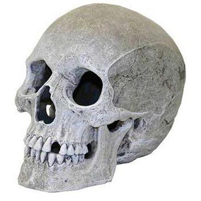 Blue Ribbon Presents Blue Ribbon (Br) Lifelike Human Skull. Ablee358 Reaslitically Hand-Textured and Life-Like Human Skull - Safe for all Aquariums & Terrariums 5 X 7.5 X 6 [33956]