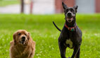 How to Get Your Dog to Come