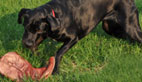 How to Teach Your Dog to Fetch
