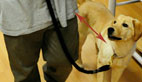 How to Teach Your Dog to Heel
