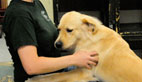 Training Your Dog to Put Paws in Your Lap