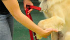 How to Teach Your Dog to Fix Their Leash