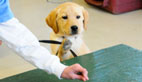 How to call your dog by their name, and have them listen!