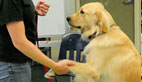 How to Teach Your Dog Down