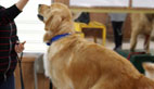 How to Teach Your Dog to Stay and Sit