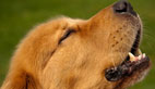 Teach Your Dog to Bark: The Speak and Quiet Commands