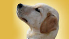 How to Train Your Dog to Watch You