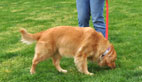 How to Start Your Dog Peeing in the Yard