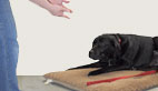 How to Teach Your Dog "Yes" and "No"