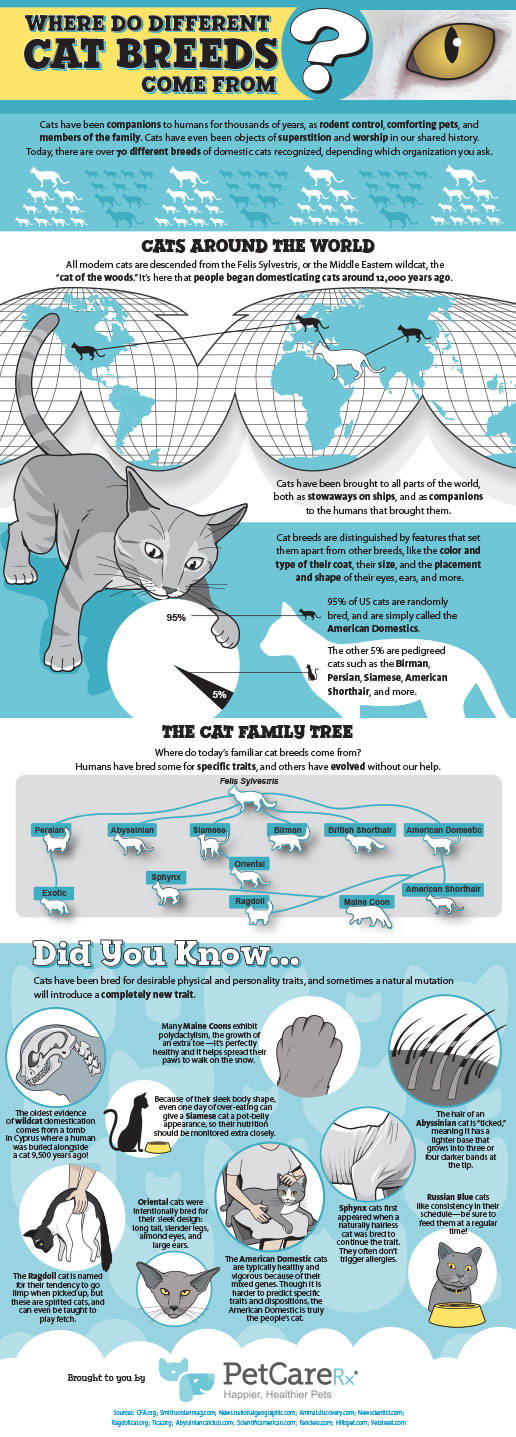 Cat Breeds Infographic