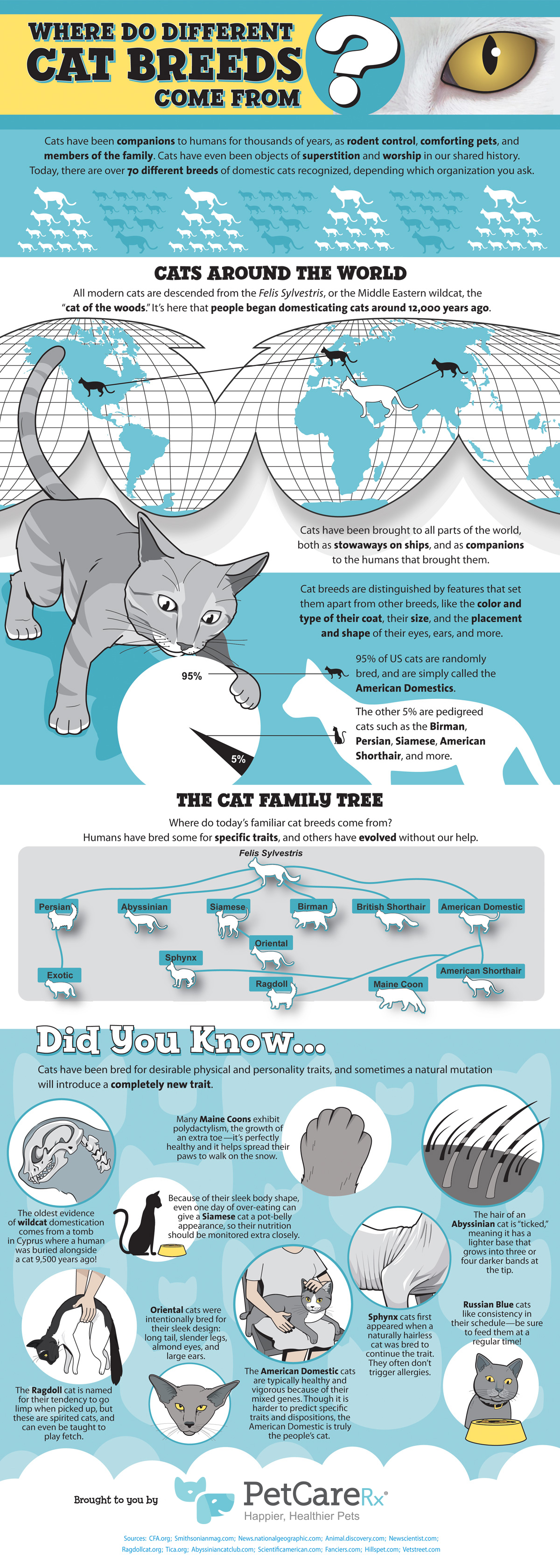 PetCareRx - Where Do Cat Breeds Come From?